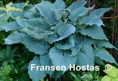 Hosta Queen of the Seas