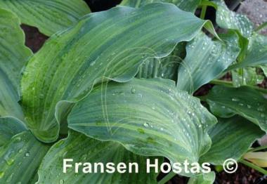 Hosta Quiet Life