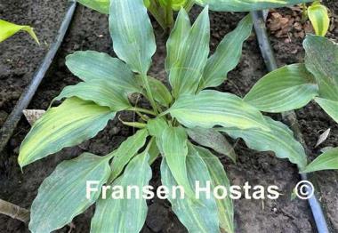 Hosta Quiet Life