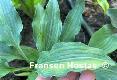 Hosta Quiet Life