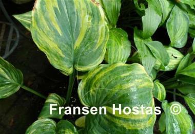 Hosta Quiet Wyatt