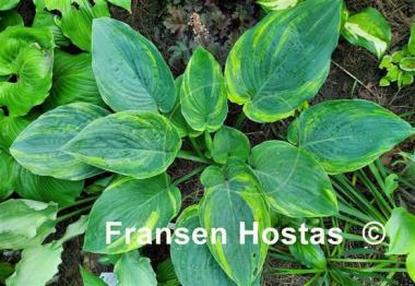 Hosta Quiet Wyatt
