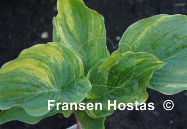 Hosta Quiet Wyatt