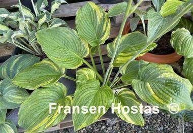 Hosta Quiet Wyatt