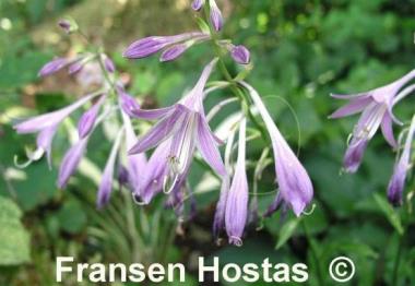 Hosta Quill