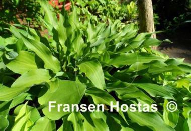 Hosta Quill