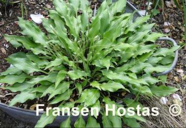 Hosta Quill