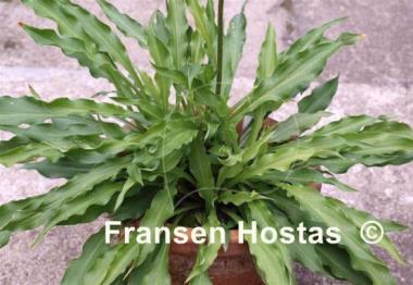 Hosta Quill