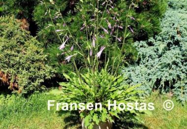 Hosta Quill