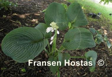 Hosta Quilted Hearts
