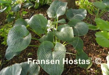 Hosta Quilted Hearts