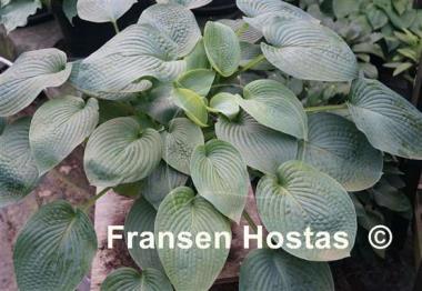 Hosta Quilted Hearts