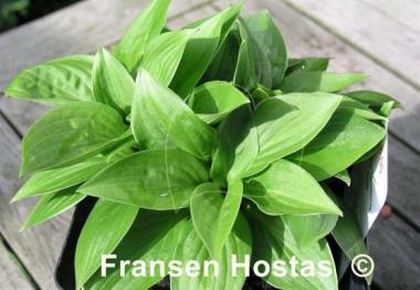 Hosta Quilting Bee