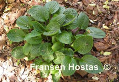 Hosta Quilting Bee