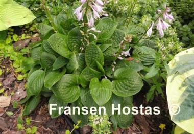 Hosta Quilting Bee