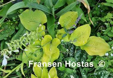 Hosta Radiance