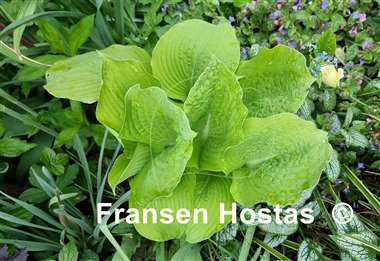 Hosta Radiance