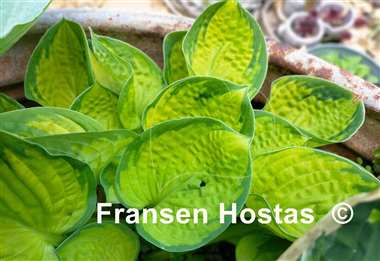 Hosta Rainforest Sunrise