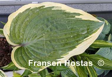 Hosta Ramble On