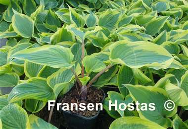 Hosta Ramble On
