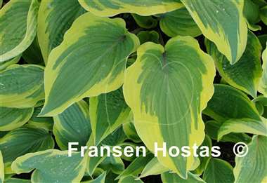 Hosta Ramble On