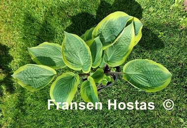 Hosta Ramble On
