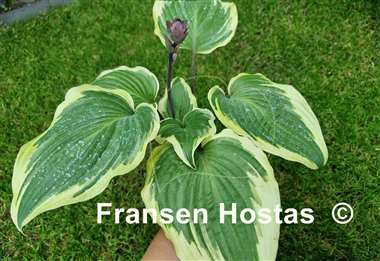 Hosta Ramble On