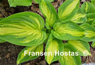 Hosta Rare Breed