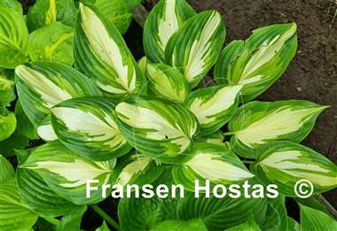 Hosta Rare Breed