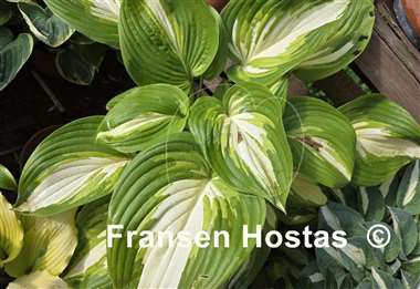Hosta Rare Breed
