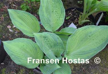 Hosta Rascal