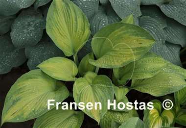 Hosta Rascal