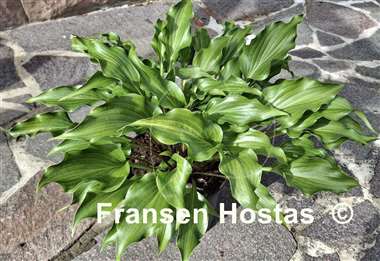 Hosta Raspberry Sorbet