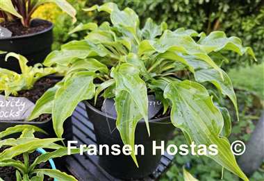Hosta Raspberry Sorbet