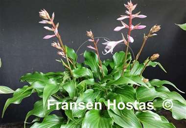 Hosta Raspberry Sorbet