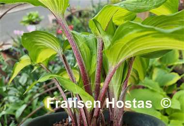 Hosta Raspberry Sundae 