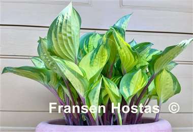 Hosta Raspberry Sundae