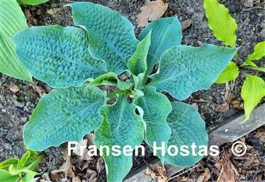 Hosta Raucous Ruffles