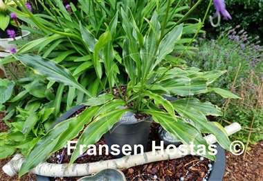 Hosta Ray of Hope