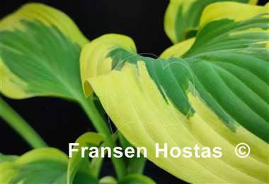 Hosta Razzmatazz
