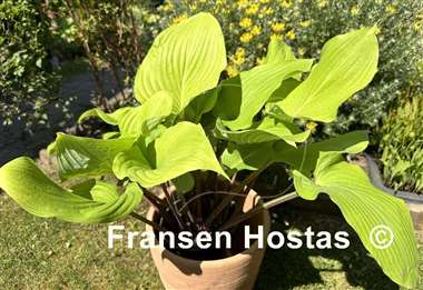 Hosta Red Bull