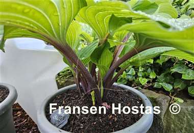 Hosta Red Bull