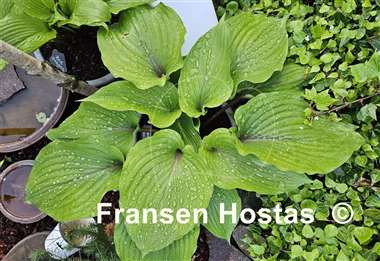 Hosta Red Bull