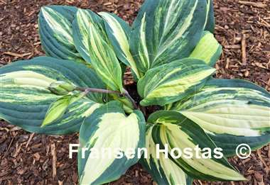Hosta Red Cloud