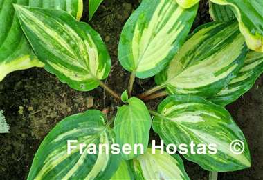 Hosta Red Cloud