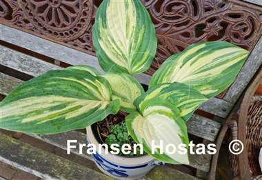 Hosta Red Cloud
