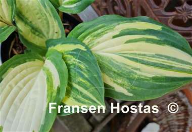 Hosta Red Cloud