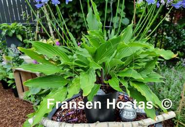Hosta Red Dog