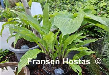 Hosta Red Dog