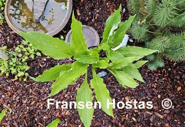 Hosta Red Dog